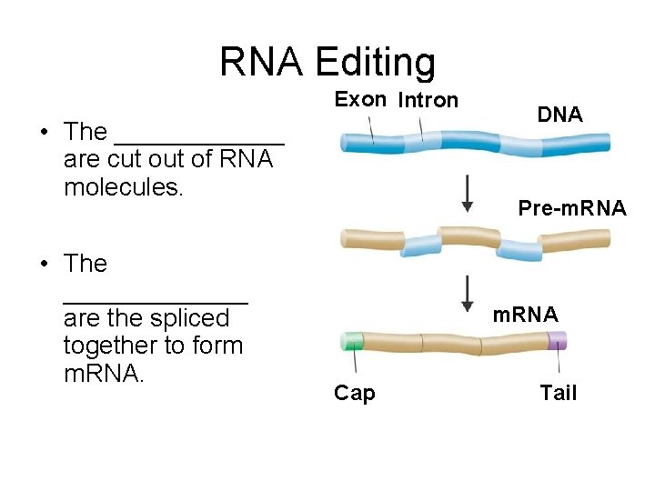 RNA Editing Exon Intron • The ______ are cut of RNA molecules. • The