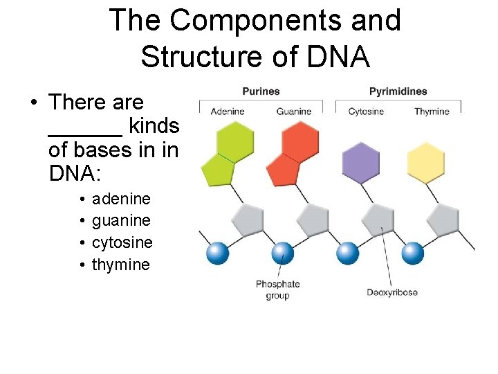 The Components and Structure of DNA • There are ______ kinds of bases in