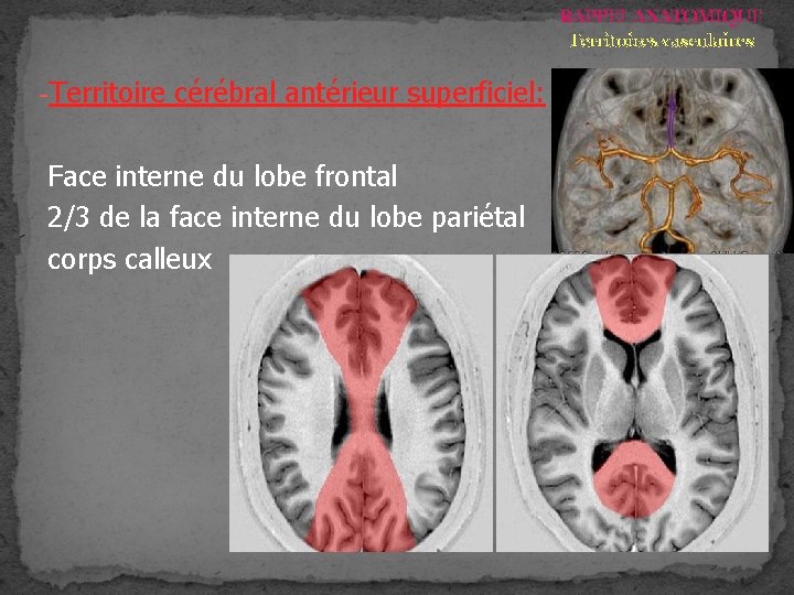 RAPPEL ANATOMIQUE Territoires vasculaires -Territoire cérébral antérieur superficiel: Face interne du lobe frontal 2/3