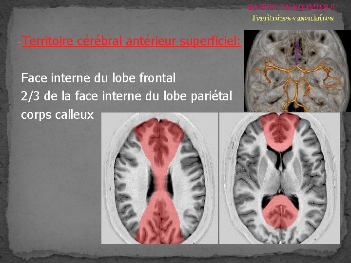 RAPPEL ANATOMIQUE Territoires vasculaires -Territoire cérébral antérieur superficiel: Face interne du lobe frontal 2/3 RAPPEL ANATOMIQUE Territoires vasculaires -Territoire cérébral antérieur superficiel: Face interne du lobe frontal 2/3