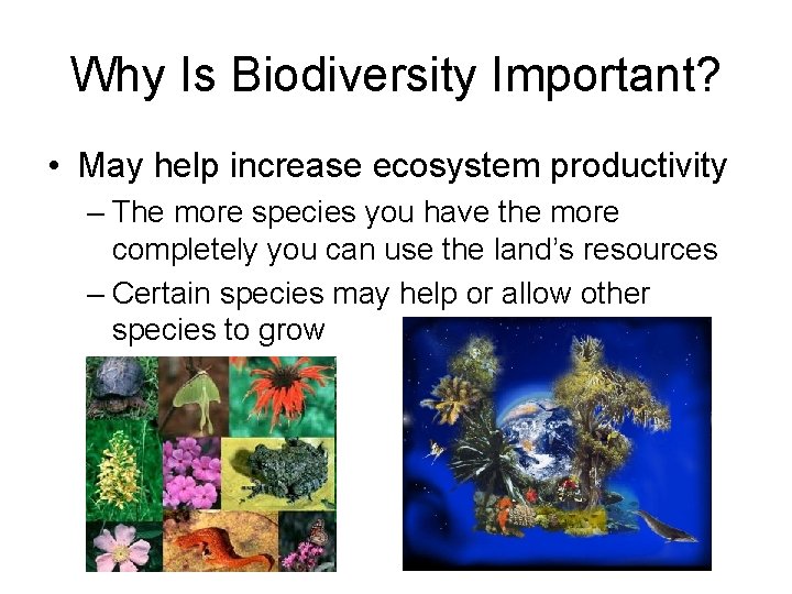Why Is Biodiversity Important? • May help increase ecosystem productivity – The more species