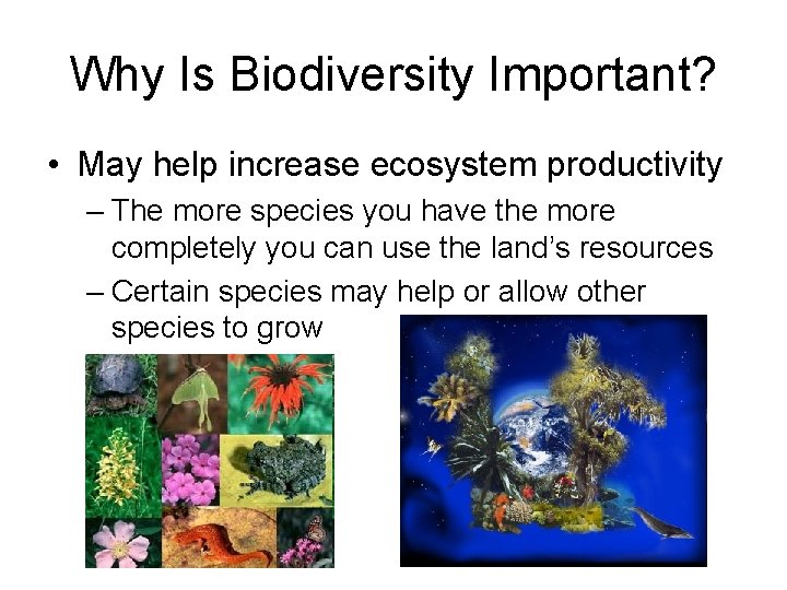 Why Is Biodiversity Important? • May help increase ecosystem productivity – The more species Why Is Biodiversity Important? • May help increase ecosystem productivity – The more species