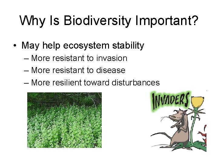 Why Is Biodiversity Important? • May help ecosystem stability – More resistant to invasion
