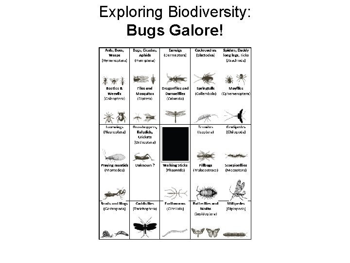 Exploring Biodiversity: Bugs Galore! 
