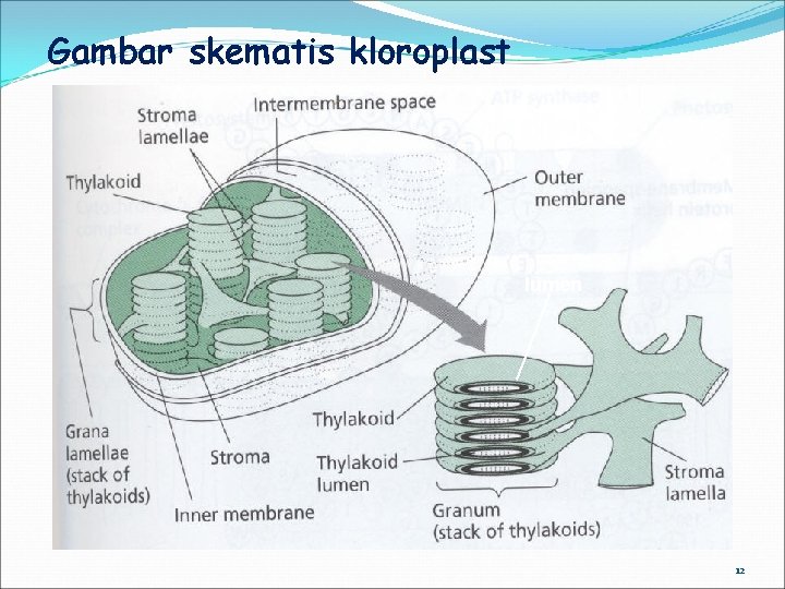 Gambar skematis kloroplast lumen 12 