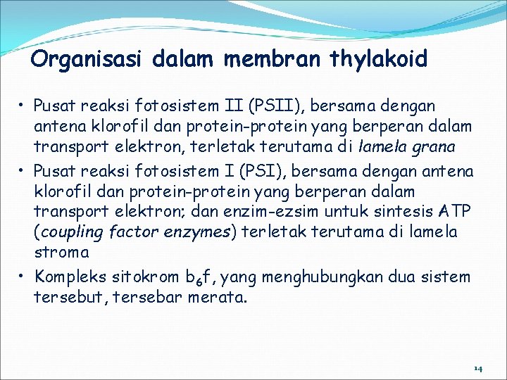 Organisasi dalam membran thylakoid • Pusat reaksi fotosistem II (PSII), bersama dengan antena klorofil