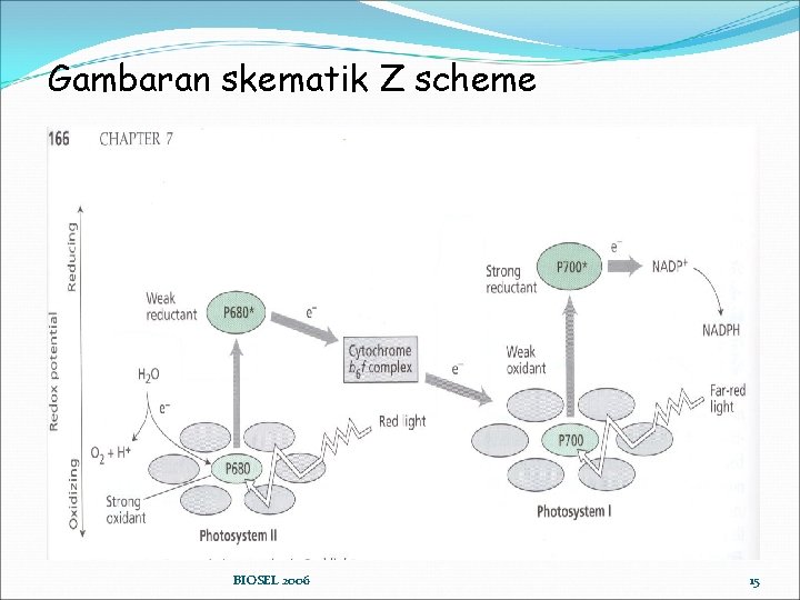Gambaran skematik Z scheme BIOSEL 2006 15 