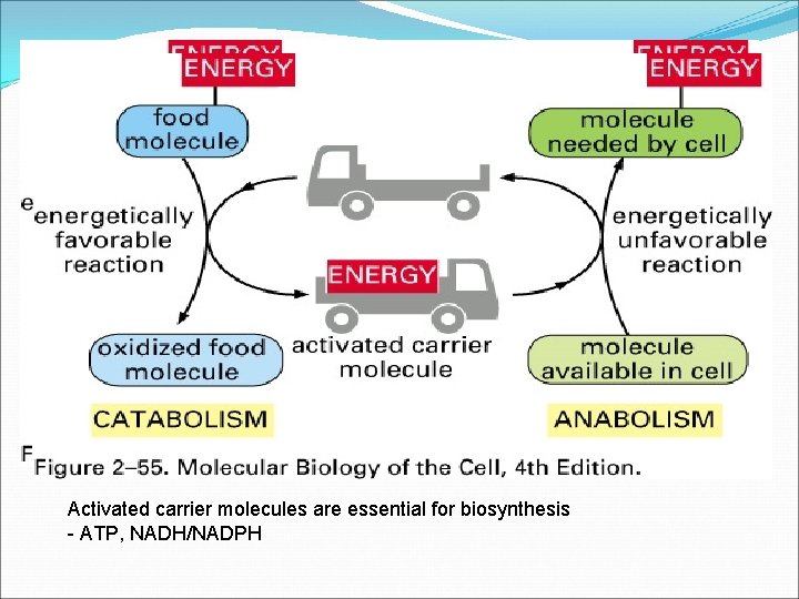 Activated carrier molecules are essential for biosynthesis - ATP, NADH/NADPH 