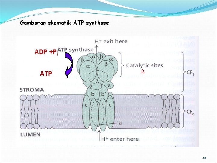 Gambaran skematik ATP synthase ADP +Pi ATP ß 20 