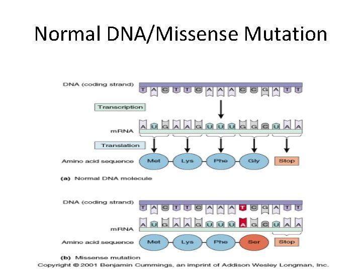 Normal DNA/Missense Mutation 