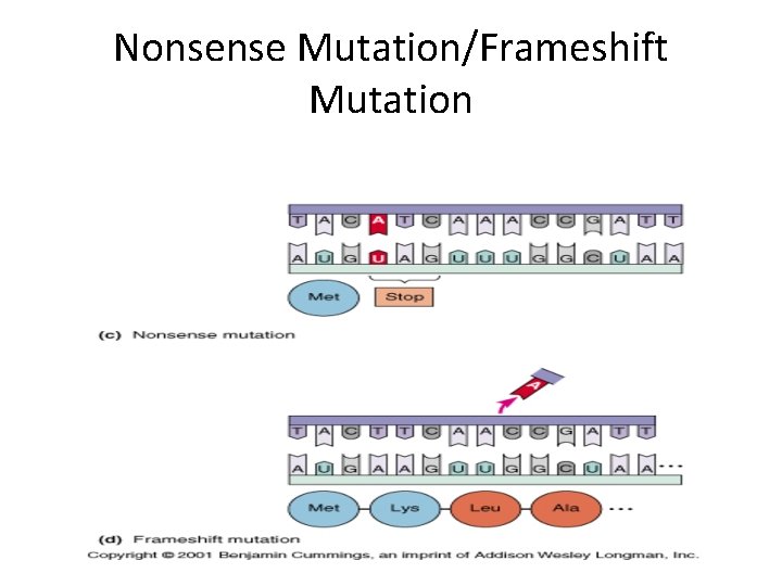 Nonsense Mutation/Frameshift Mutation 