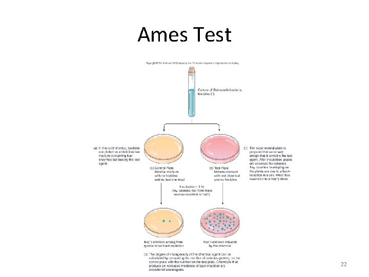 Ames Test 22 