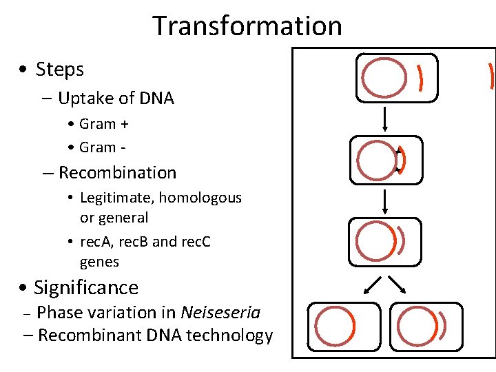 Transformation • Steps – Uptake of DNA • Gram + • Gram - –