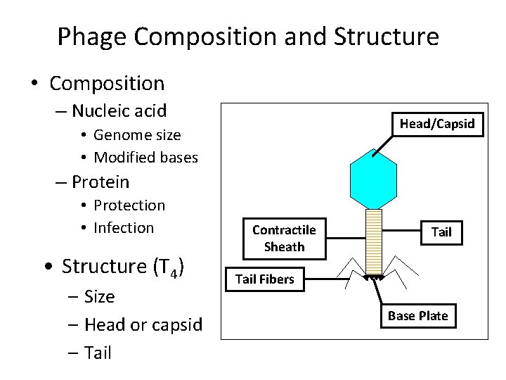 Phage Composition and Structure • Composition – Nucleic acid Head/Capsid • Genome size •