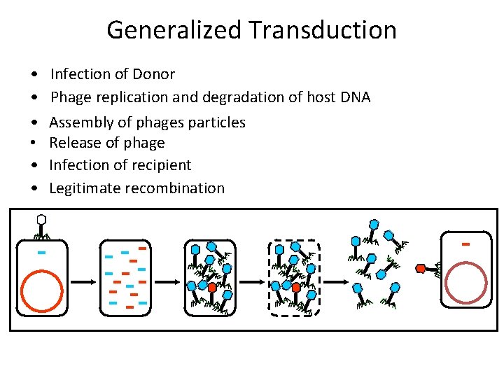 Generalized Transduction • • • Infection of Donor Phage replication and degradation of host