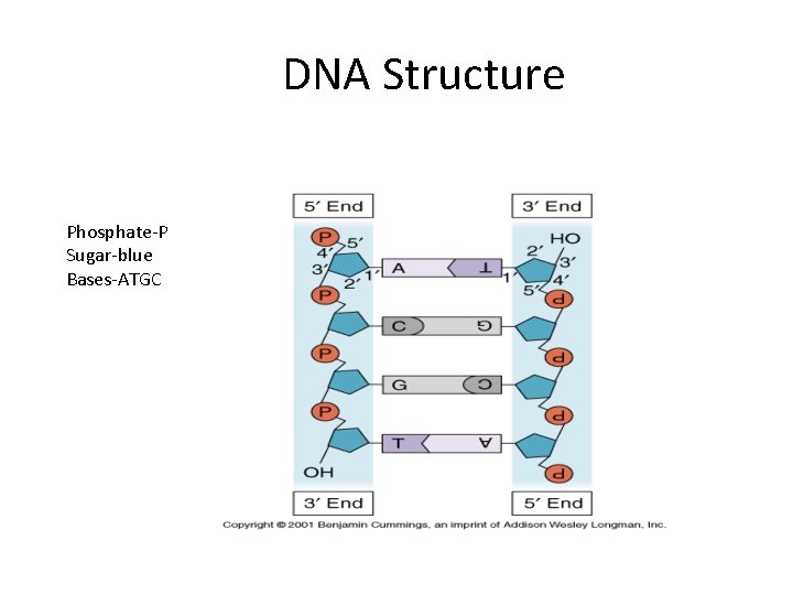 DNA Structure Phosphate-P Sugar-blue Bases-ATGC 