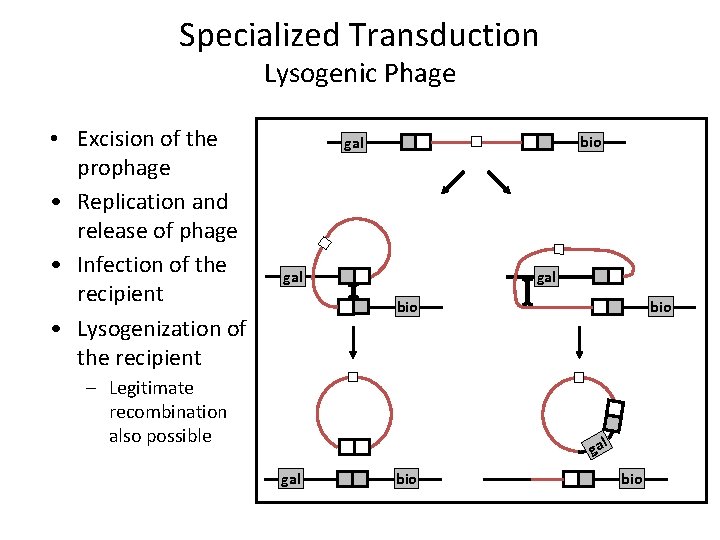 Specialized Transduction Lysogenic Phage • Excision of the prophage • Replication and release of