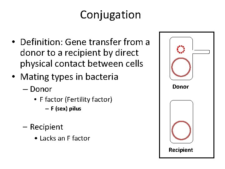 Conjugation • Definition: Gene transfer from a donor to a recipient by direct physical