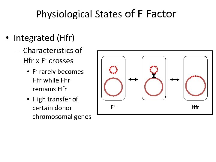 Physiological States of F Factor • Integrated (Hfr) – Characteristics of Hfr x F-