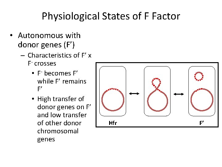 Physiological States of F Factor • Autonomous with donor genes (F’) – Characteristics of