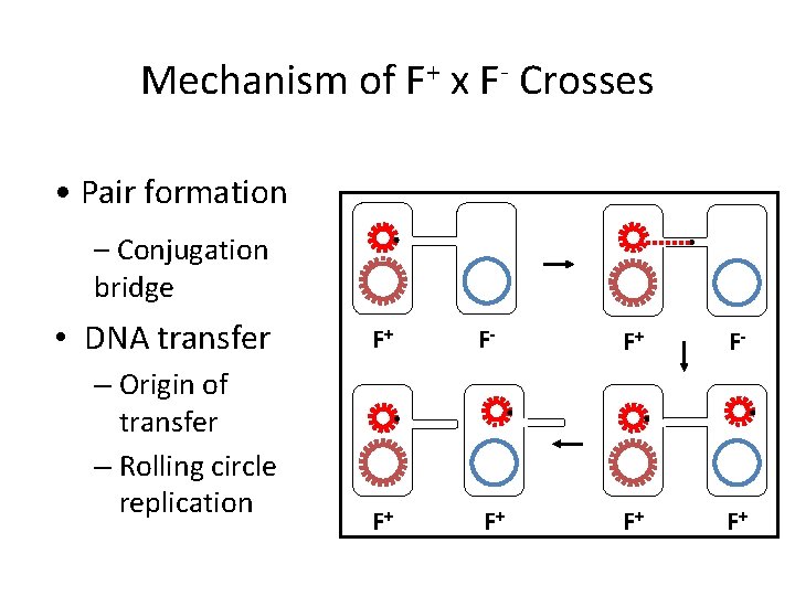 Mechanism of F+ x F- Crosses • Pair formation – Conjugation bridge • DNA