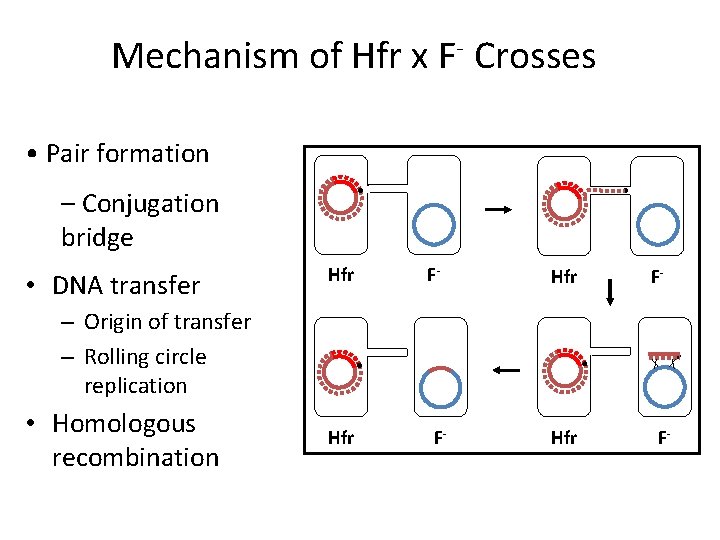 Mechanism of Hfr x F- Crosses • Pair formation – Conjugation bridge • DNA