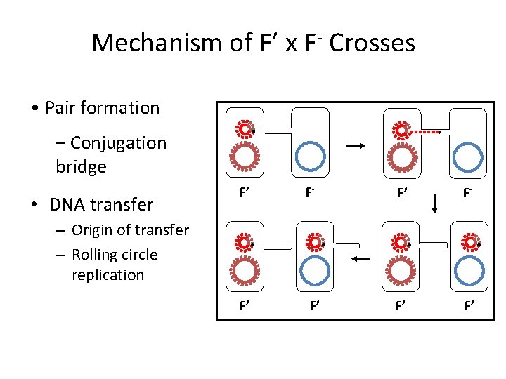 Mechanism of F’ x F- Crosses • Pair formation – Conjugation bridge • DNA