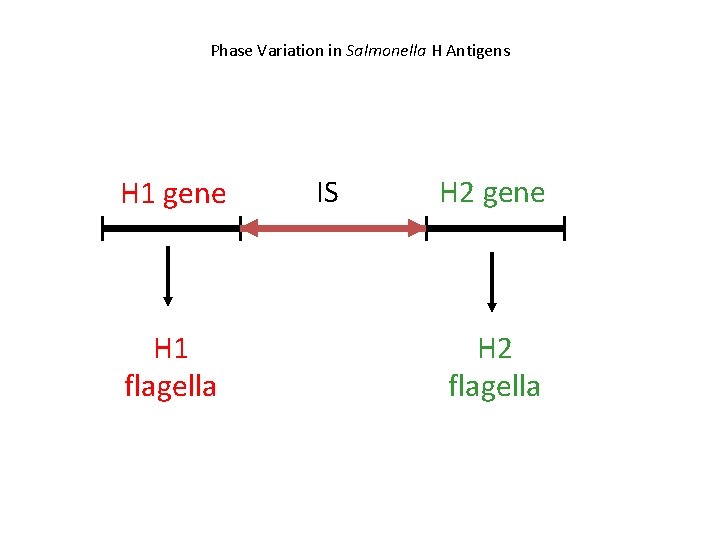Phase Variation in Salmonella H Antigens H 1 gene H 1 flagella IS H