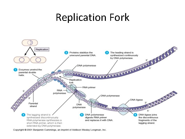 Replication Fork 