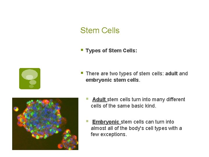 Stem Cells § Types of Stem Cells: § There are two types of stem