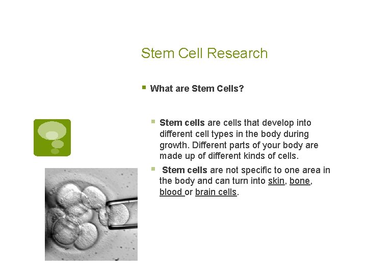 Stem Cell Research § What are Stem Cells? § Stem cells are cells that