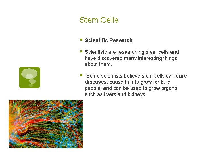 Stem Cells § Scientific Research § Scientists are researching stem cells and have discovered