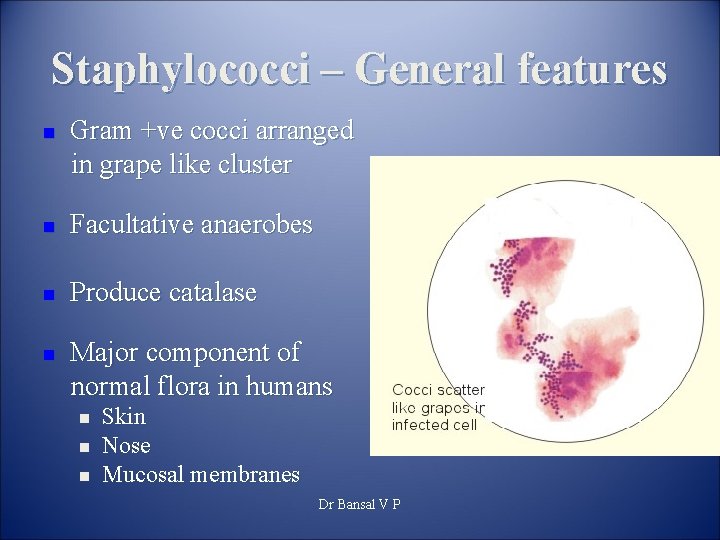 Staphylococci – General features n Gram +ve cocci arranged in grape like cluster n