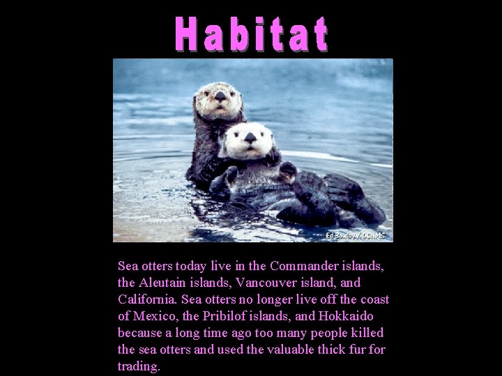 Sea otters today live in the Commander islands, the Aleutain islands, Vancouver island, and