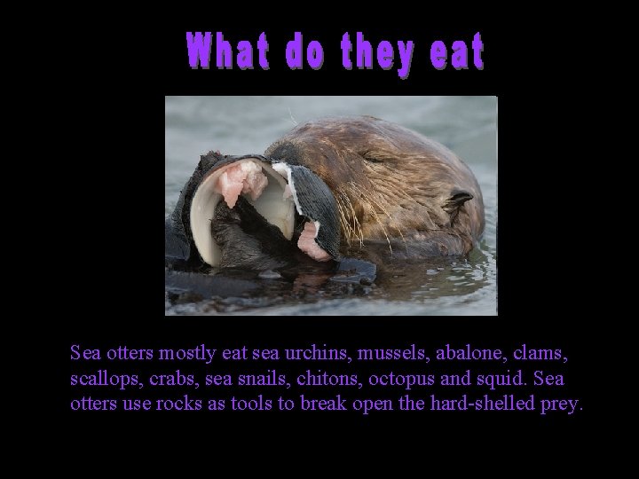 Sea otters mostly eat sea urchins, mussels, abalone, clams, scallops, crabs, sea snails, chitons,