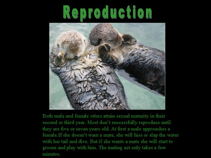 Both male and female otters attain sexual maturity in their second or third year.