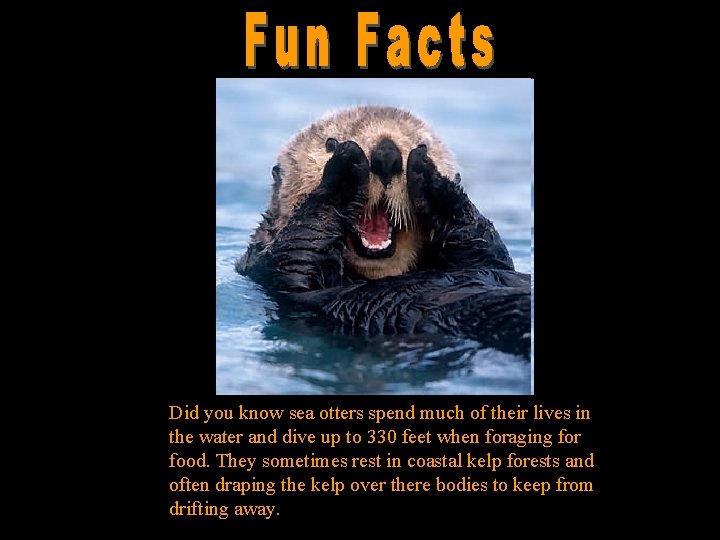 Did you know sea otters spend much of their lives in the water and