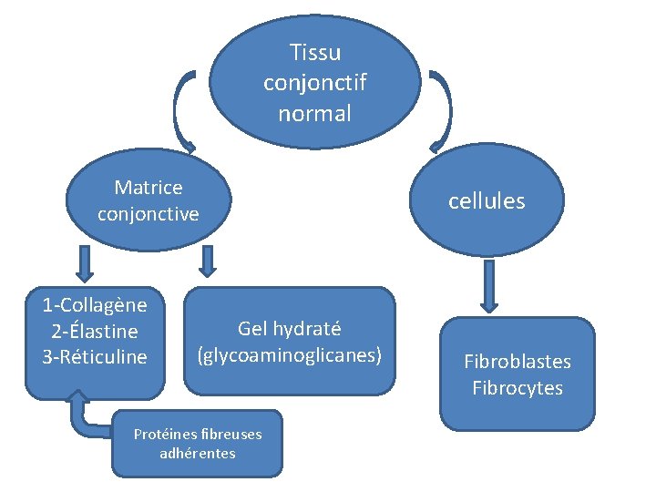 Tissu conjonctif normal Matrice conjonctive 1 -Collagène 2 -Élastine 3 -Réticuline Gel hydraté (glycoaminoglicanes)