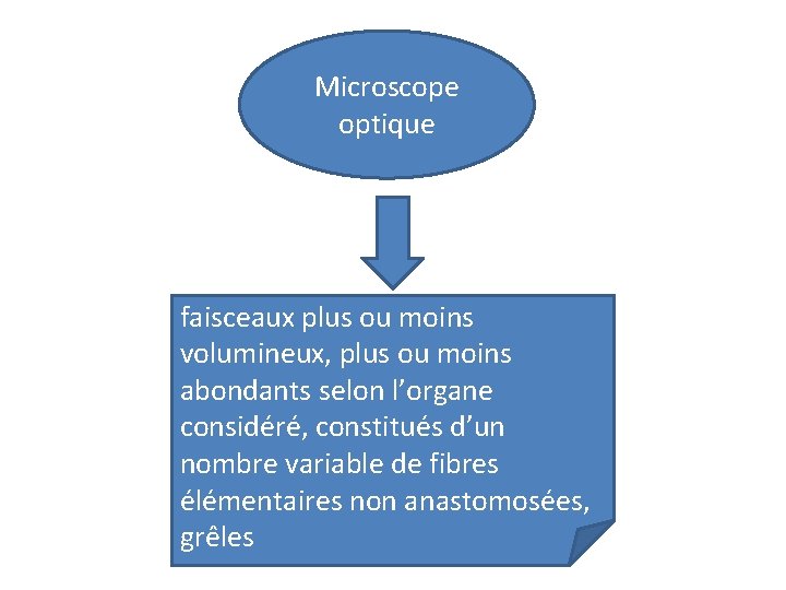 Microscope optique faisceaux plus ou moins volumineux, plus ou moins abondants selon l’organe considéré,