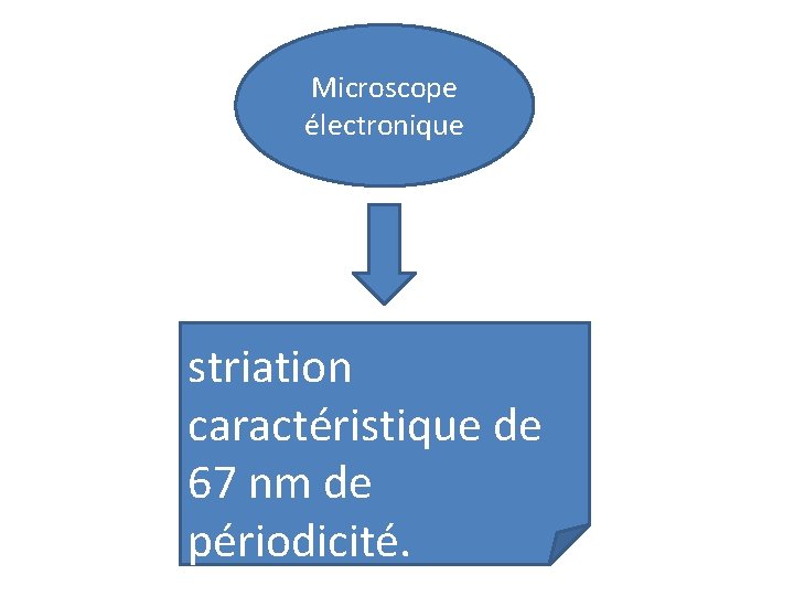 Microscope électronique striation caractéristique de 67 nm de périodicité. 