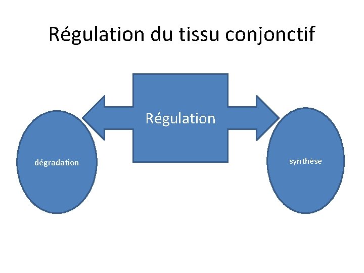 Régulation du tissu conjonctif Régulation dégradation synthèse 