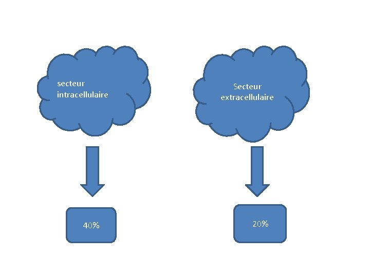 secteur intracellulaire 40% Secteur extracellulaire 20% 