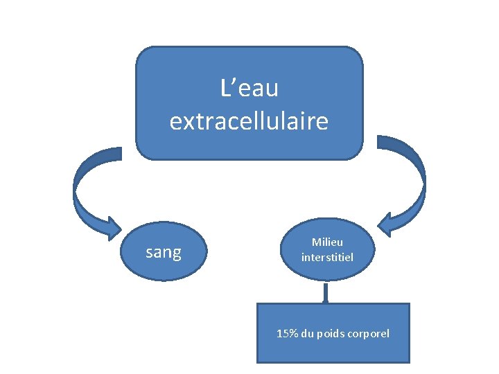 L’eau extracellulaire sang Milieu interstitiel 15% du poids corporel 