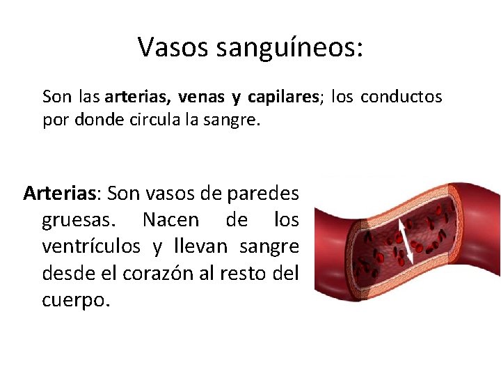 Vasos sanguíneos: Son las arterias, venas y capilares; los conductos por donde circula la