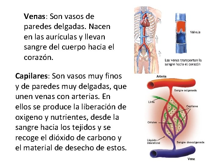 Venas: Son vasos de paredes delgadas. Nacen en las aurículas y llevan sangre del