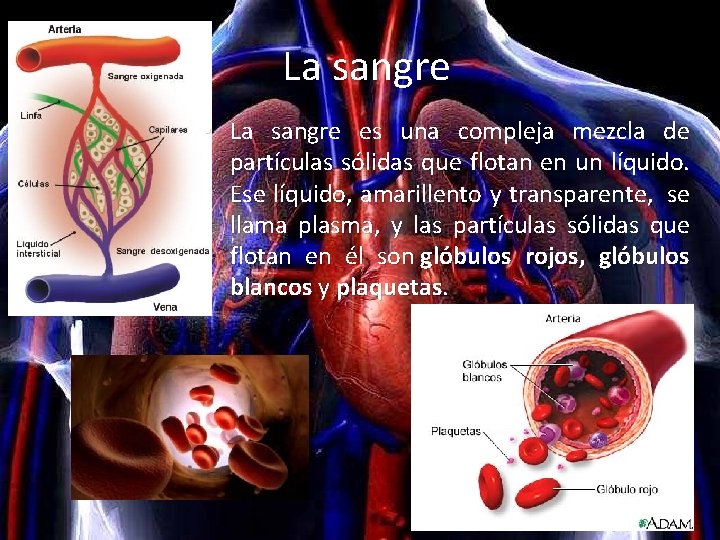 La sangre • La sangre es una compleja mezcla de partículas sólidas que flotan