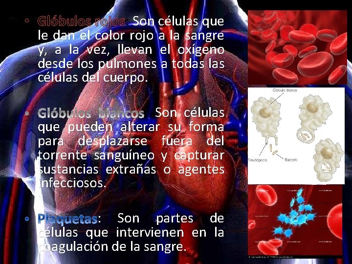  • Glóbulos rojos: rojos Son células que le dan el color rojo a