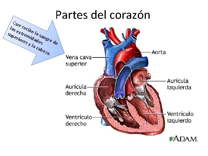 Partes del corazón Qu e las recib e sup xtrem e la sa erio
