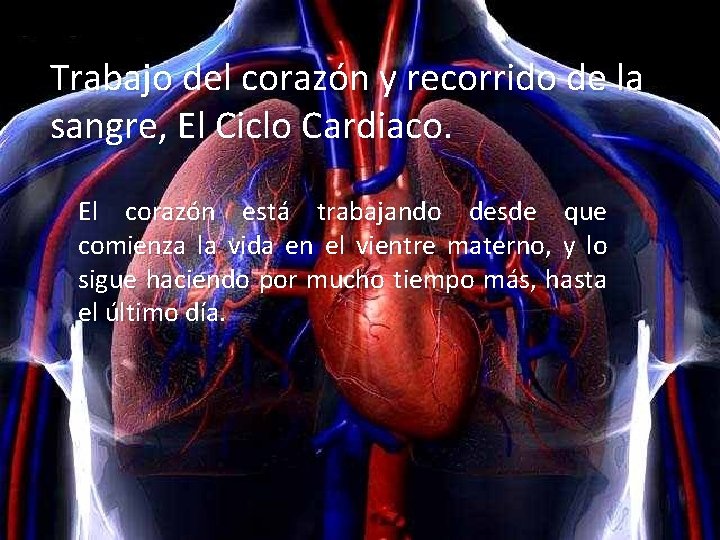 Trabajo del corazón y recorrido de la sangre, El Ciclo Cardiaco. El corazón está