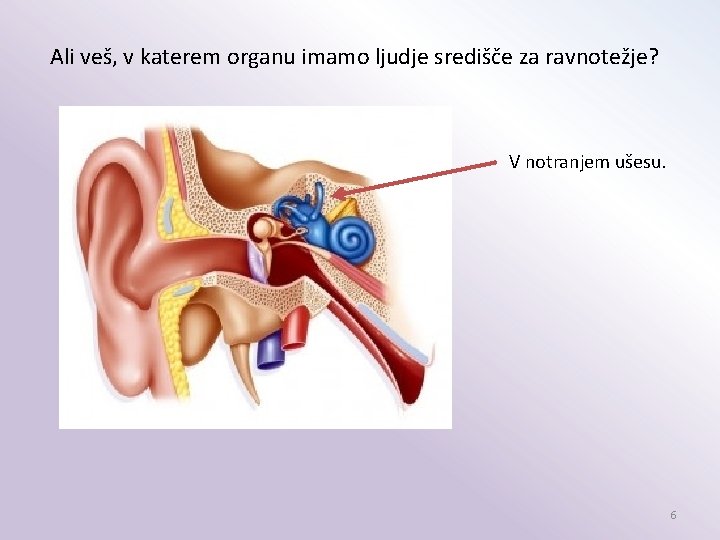 Ali veš, v katerem organu imamo ljudje središče za ravnotežje? V notranjem ušesu. 6